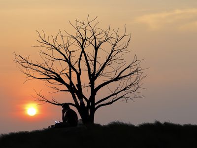 a person sitting under a tree at sunset
