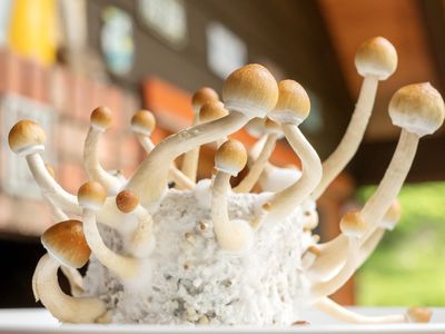 Psilocybin mushrooms, commonly known as magic mushrooms, mushrooms or shrooms being grown in a home based incubator.