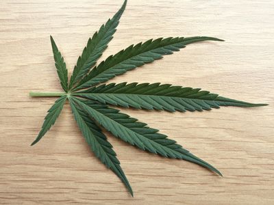 A fresh marijuana leaf